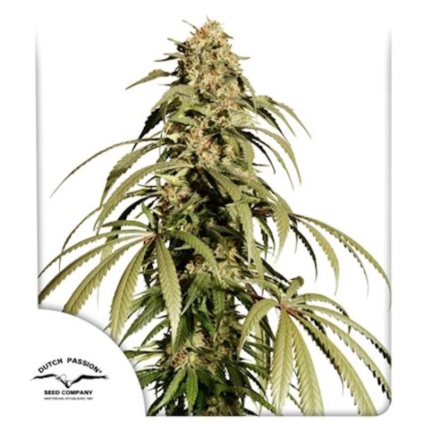 Ice Cream Haze Feminised Seeds - 3