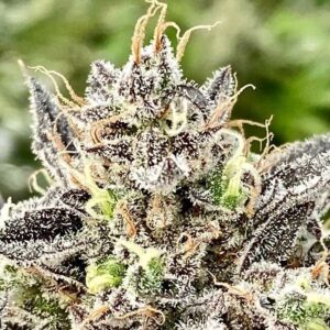 Whale Breath Feminised Seeds - 5