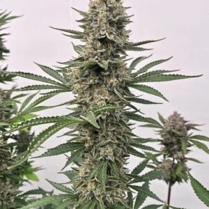 Tahoe Cookies Auto Feminised Seeds - 5
