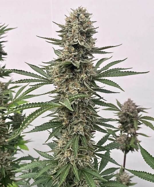 Tahoe Cookies Auto Feminised Seeds - 5