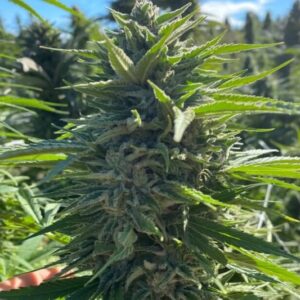 Wedding Cake Auto Feminised Seeds - 5