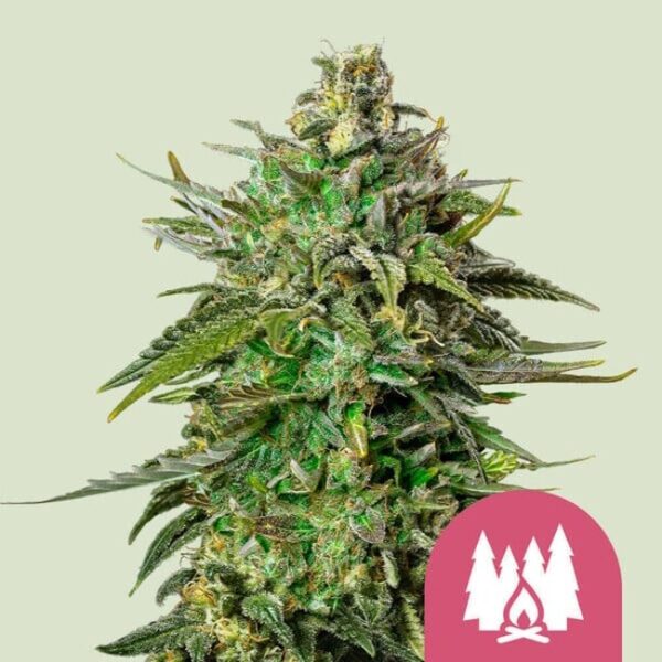 Larry OG Feminised Seeds - 1