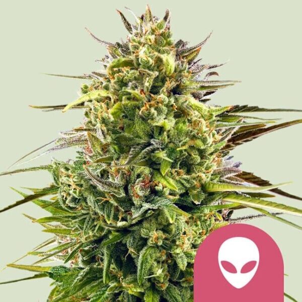 Alien OG Feminised Seeds - 1