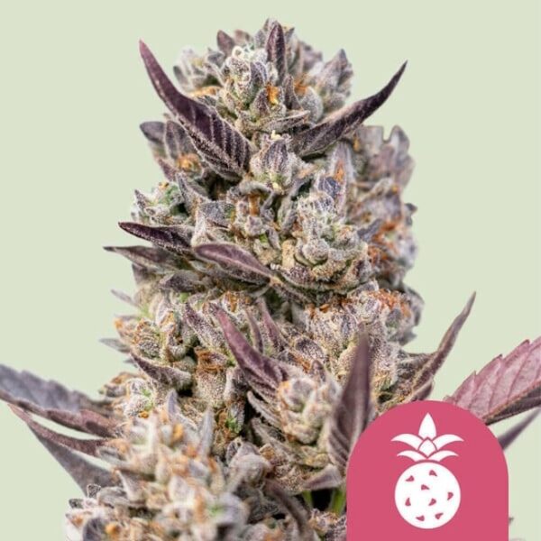 Tropicana Cookies Purple Feminised Seeds - 1