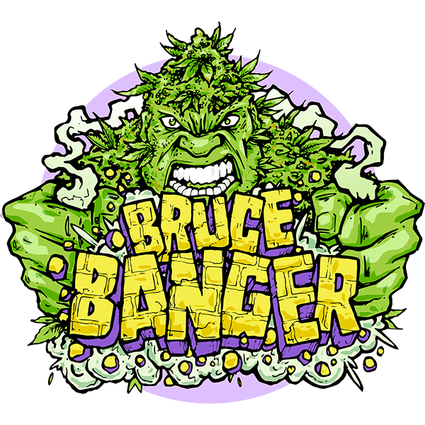 Bruce Banger Fast Feminised Seeds - 3