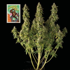 Gorilla Candy Auto Feminised Seeds - 10