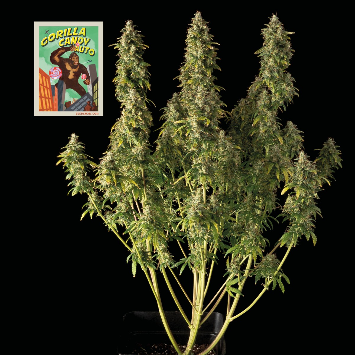 Gorilla Candy Auto Feminised Seeds - 10