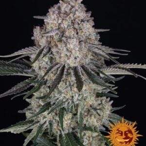Sour Diesel Auto Feminised Seeds - 5