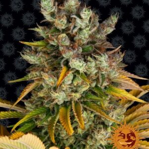 GMO Feminised Seeds - 5
