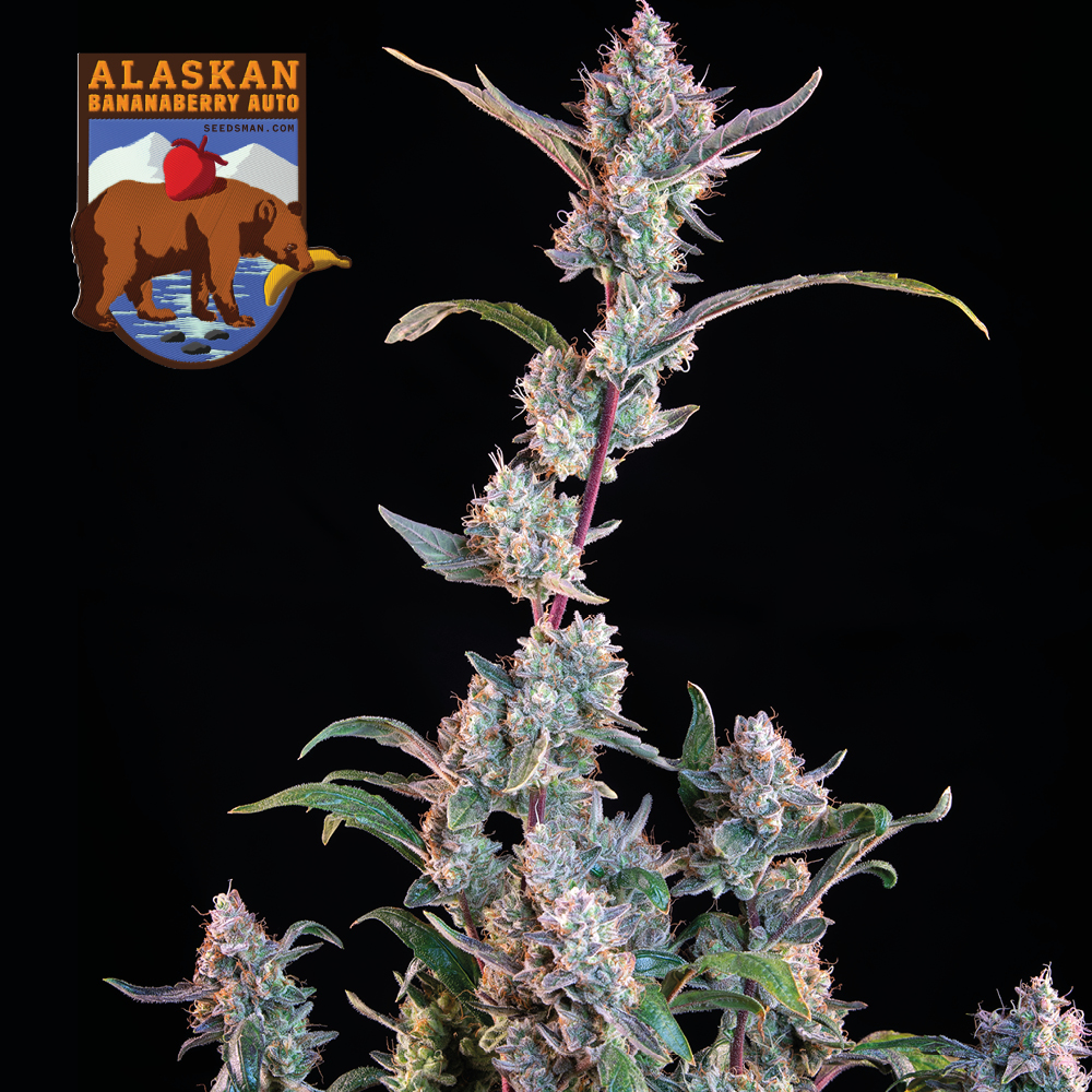 Alaskan Bananaberry Auto Feminised Seeds - 5