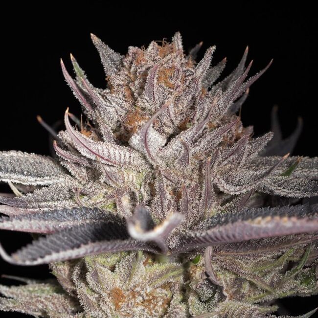 Lemon Tree 2.0 Feminised Seeds - 3