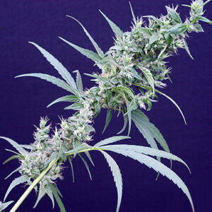 Neville's Haze x Mango Regular Seeds - 18