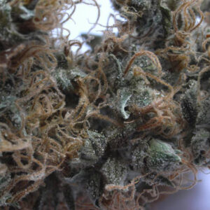 NHS Regular Seeds - 18