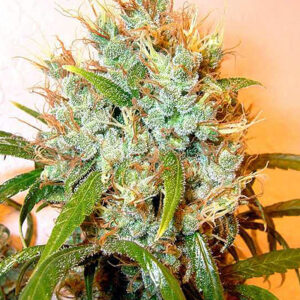 Kali Mist Regular Seeds - 11