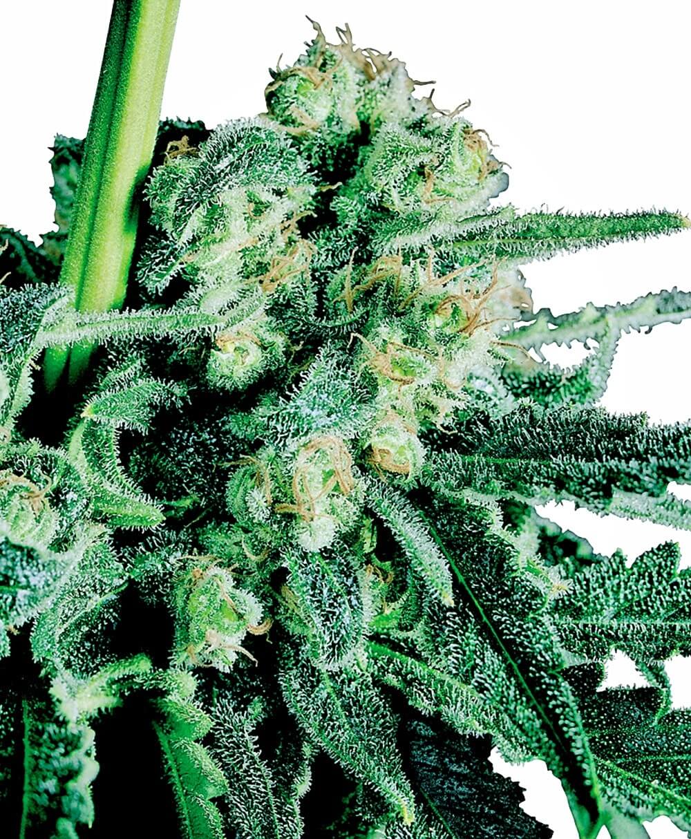 Sensi Skunk Regular Seeds - 10