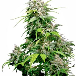 Californian Indica Regular Seeds - 10