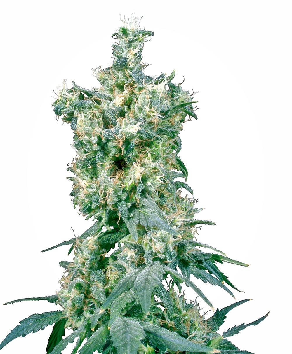 American Dream Regular Seeds - 10
