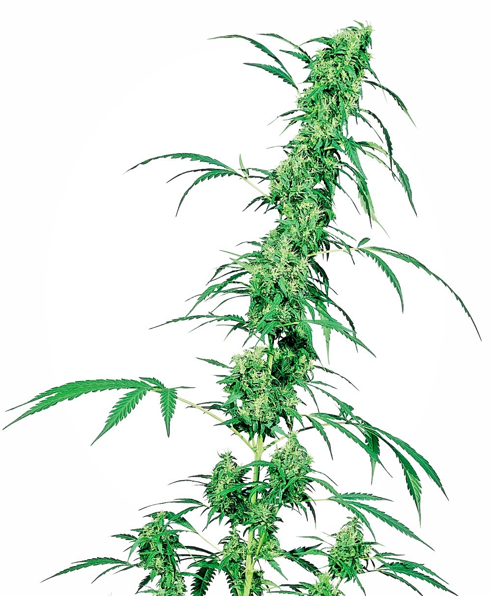 Fruity Juice Regular Seeds - 10