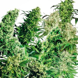 Indoor Mix Regular Seeds - 25