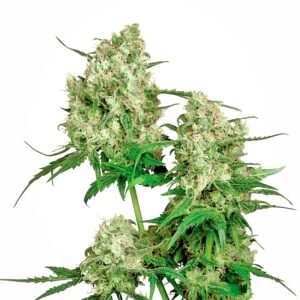 Maple Leaf Indica Regular Seeds - 10