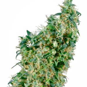 First Lady Regular Seeds - 10