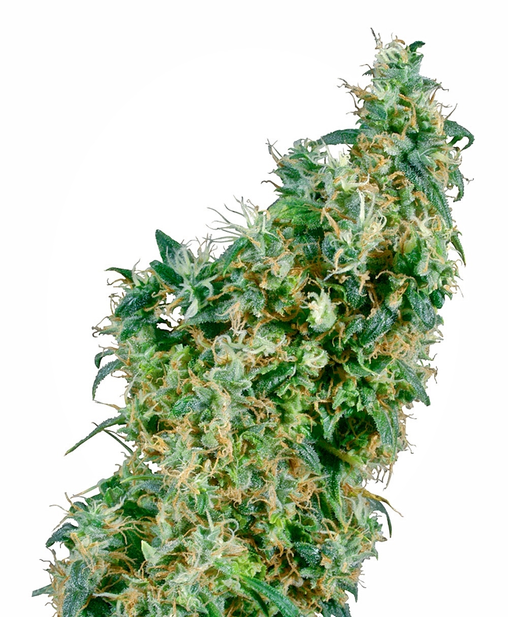 First Lady Regular Seeds - 10