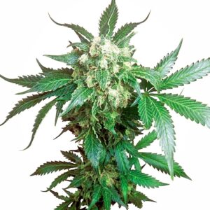 Black Domina Regular Seeds - 10