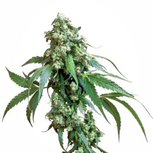 Jack Flash Regular Seeds - 10