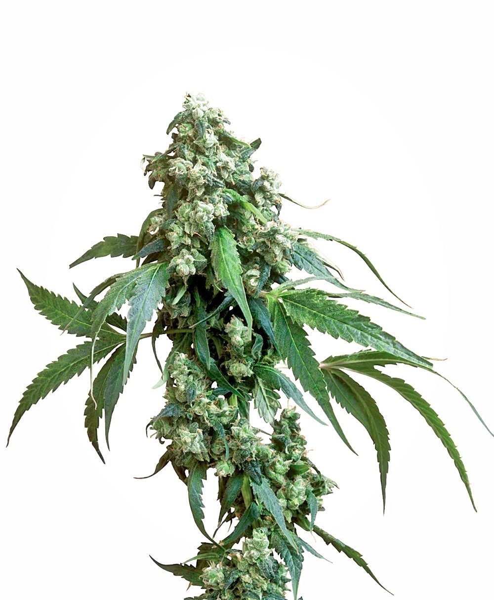 Jack Flash Regular Seeds - 10