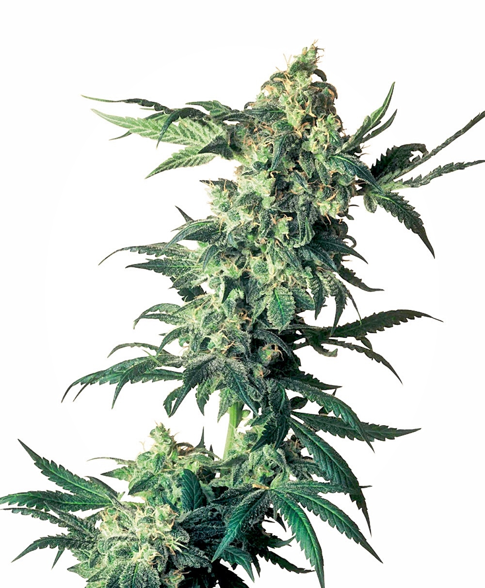 Northern Lights Regular Seeds - 10