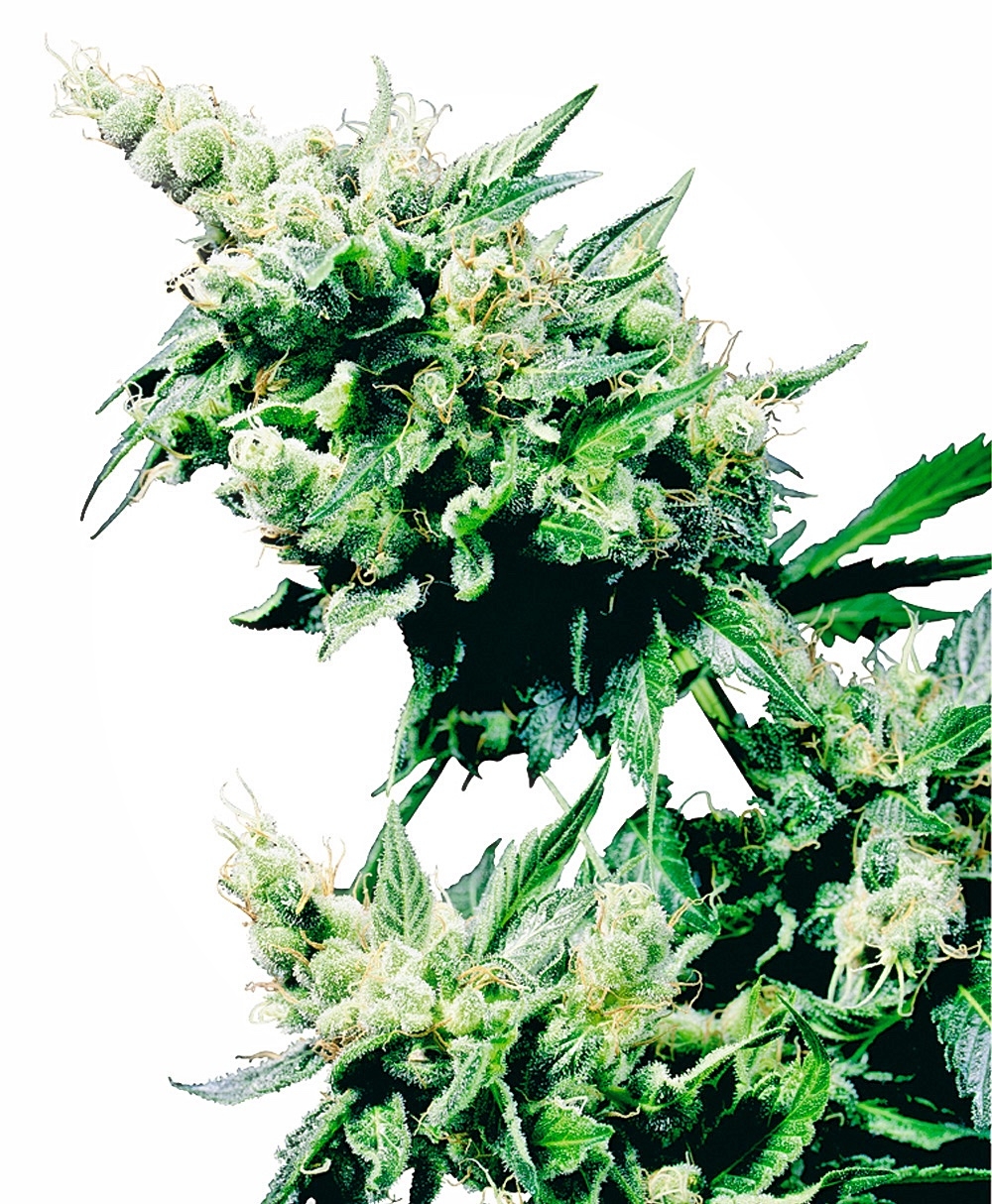 Hash Plant Regular Seeds - 10
