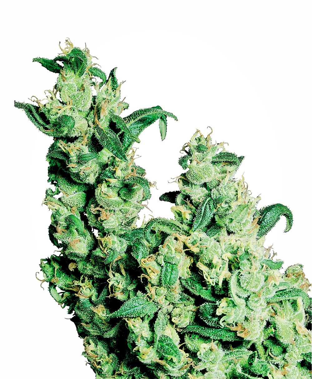 Jack Herer Regular Seeds - 10