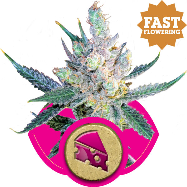 Royal Cheese FAST Version Feminised Seeds - 5