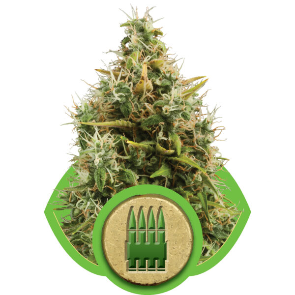 Royal AK Auto Feminised Seeds - 3
