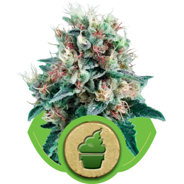 Royal Creamatic Auto Feminised Seeds - 5