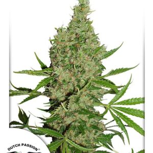 White Widow x The Ultimate Regular Seeds - 10