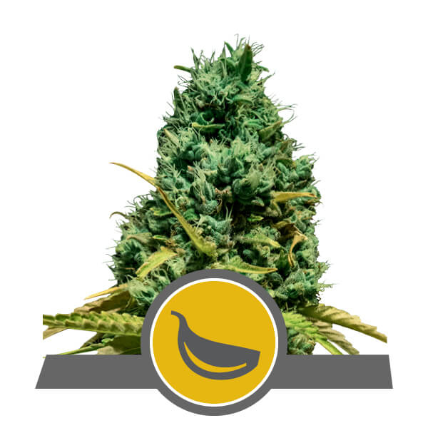 Garlic Mist Regular Seeds - 10