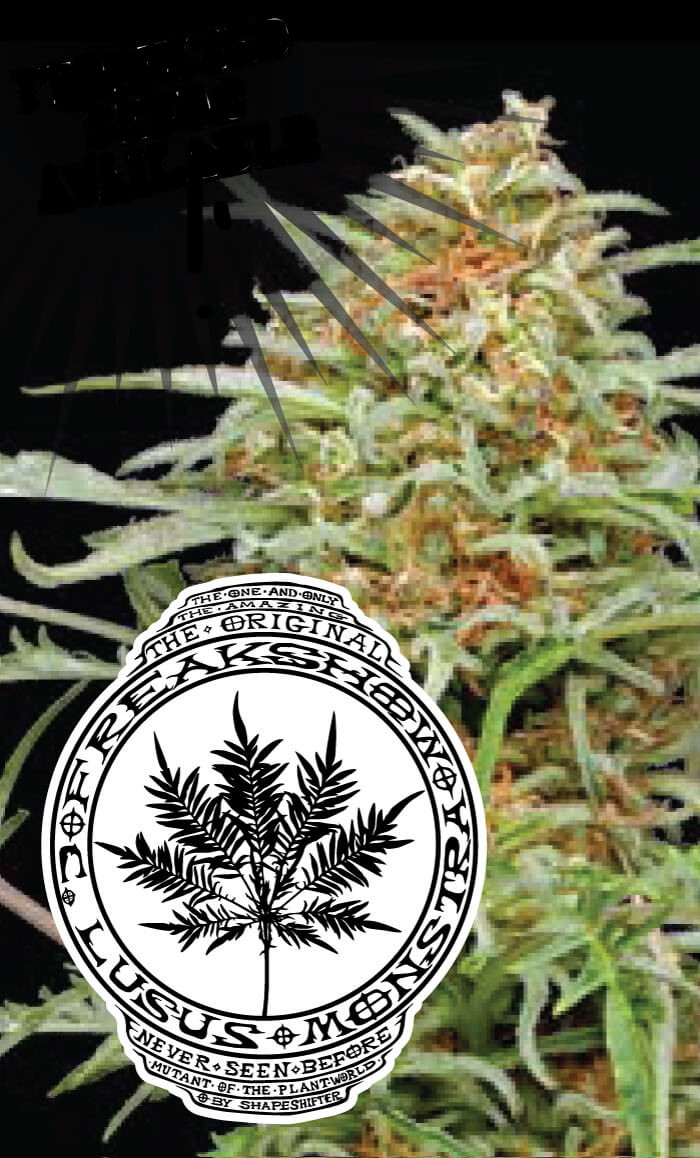 Freakshow Regular Seeds - 10