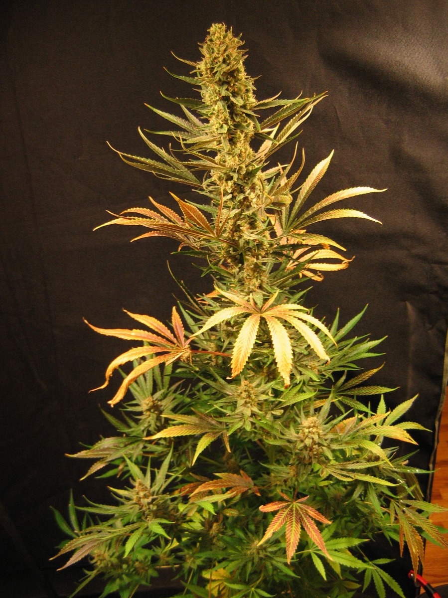 Holy Smoke Regular Seeds - 18