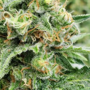 Widow AC (WACO) Regular Seeds - 18