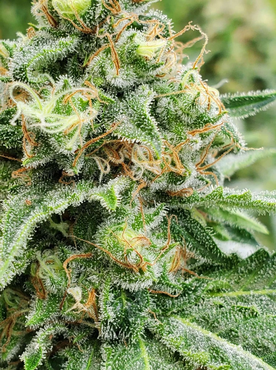 Widow AC (WACO) Regular Seeds - 18