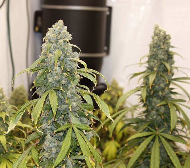 Old Soul Regular Seeds - 11