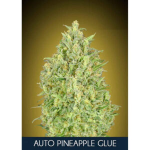 Pineapple Glue Auto Feminised Seeds - 5