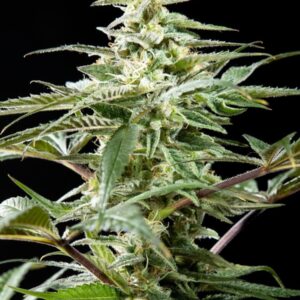 Rich Candy CBD Feminised Seeds - 5