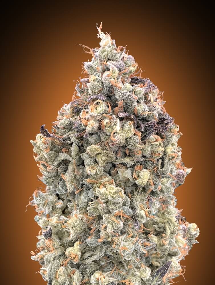 Watermelon OG Auto Feminised Seeds - 5