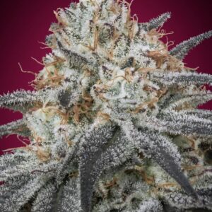 Slurricane Auto Feminised Seeds - 5
