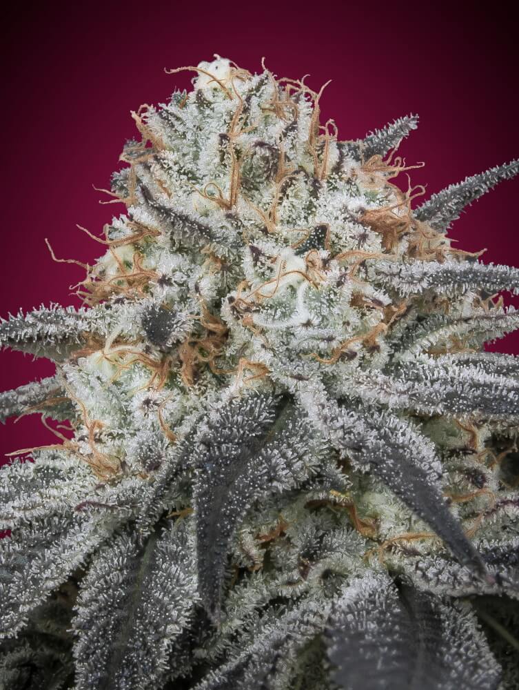 Slurricane Auto Feminised Seeds - 5