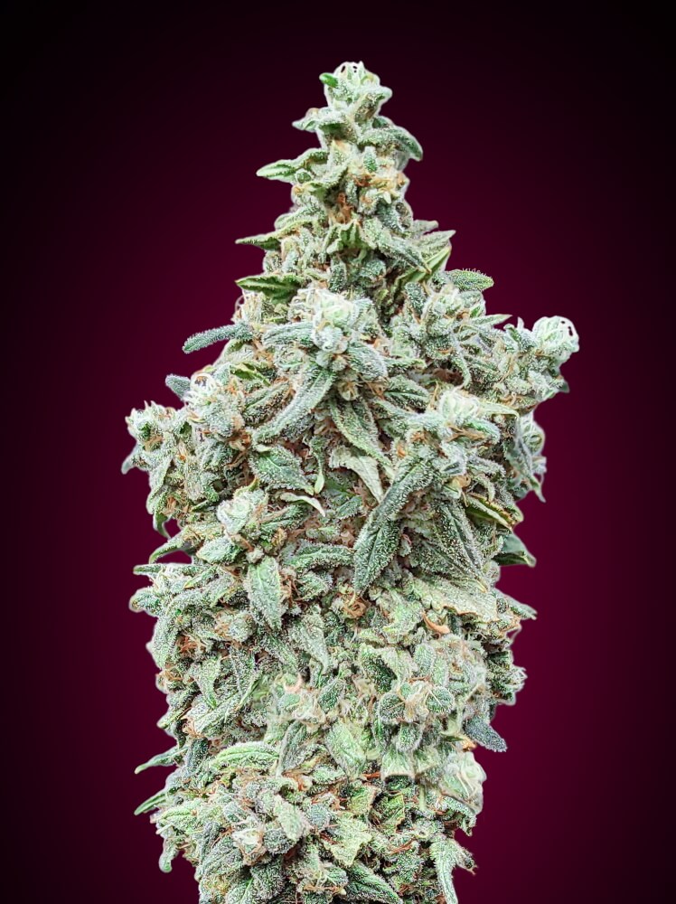 Cherry Pie Auto Feminised Seeds - 5