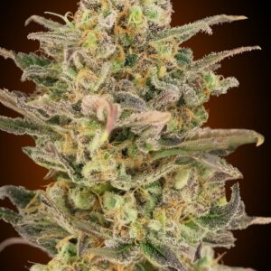 Somango Glue Feminised Seeds - 5