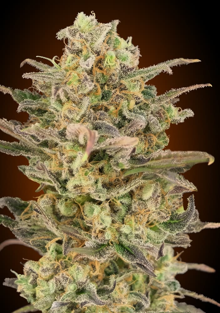 Somango Glue Feminised Seeds - 5